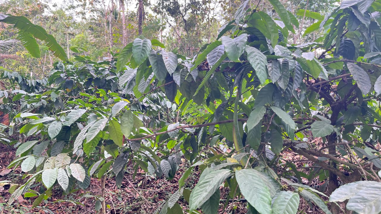 View lahan kopi