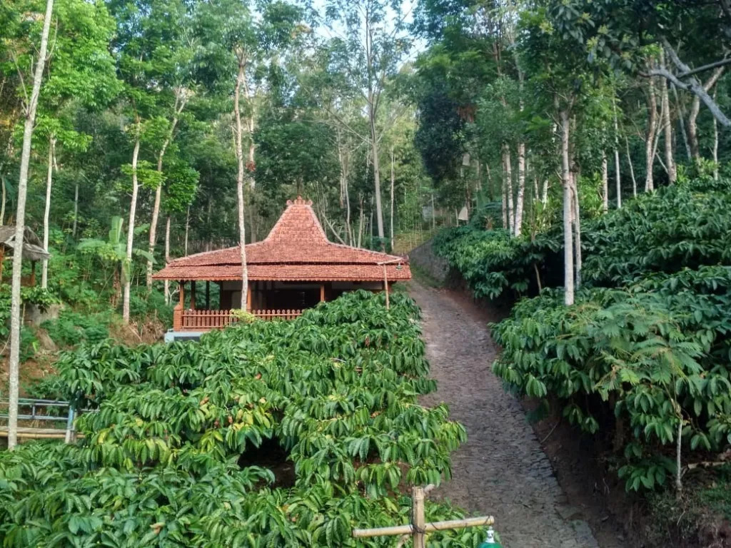 Pemandangan udara Desa Balerejo